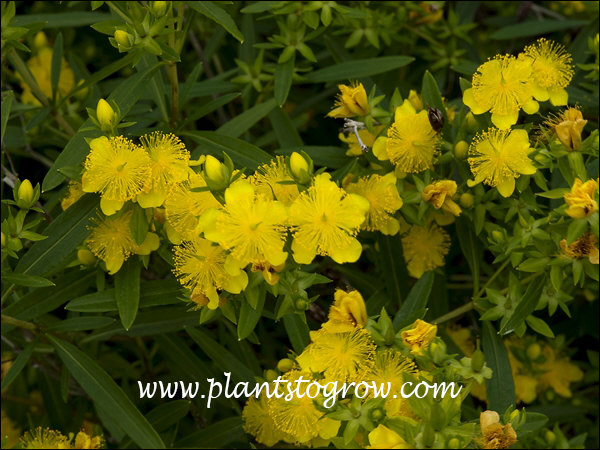 A typical Hypericum flower with many stamen (male flower part) in the center. (July 27)